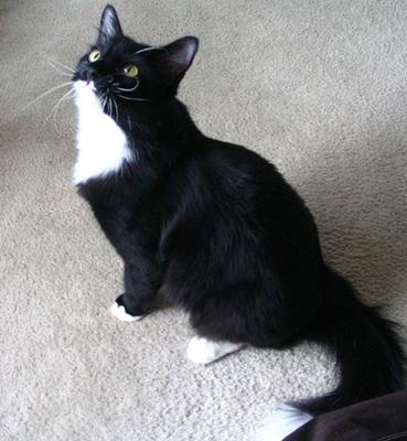Tuxedo Cat - Photo by nattywoohoo (Flickr)