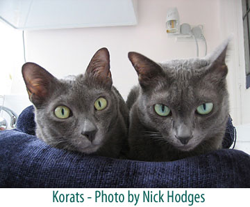 two korat cats