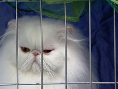Ultra Persian at a cat show - added to this article by PoC Admin - no connection with the author of the article