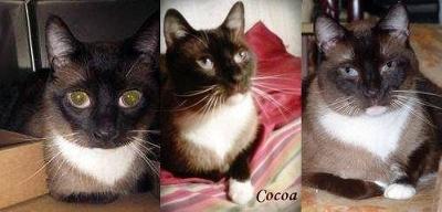 Cocoa then and now