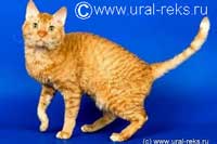 Ural Rex cat