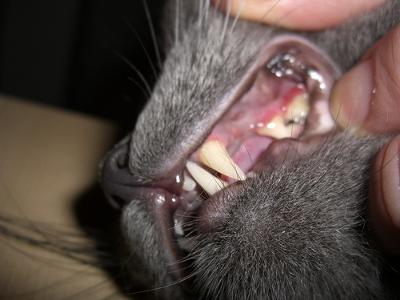 Periodontal disease - vet needs to clean under the gums hence general anesthetic - Photo by Eric__I_E 