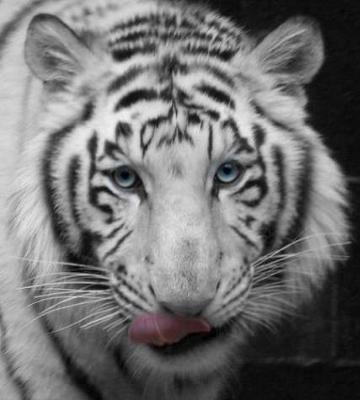 White Siberian Tiger - Photo by A. Dawson