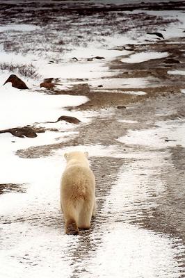Polar Bear - by metrognome0