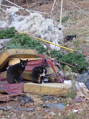 Feral cats NY, USA. Photo by amalthya (Flickr)