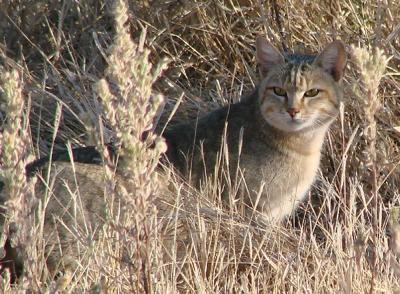 African Wildcat Botswana - photo randomtruth (Flickr)