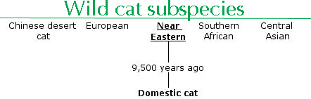 domestication of the wildcat 9,500 years ago