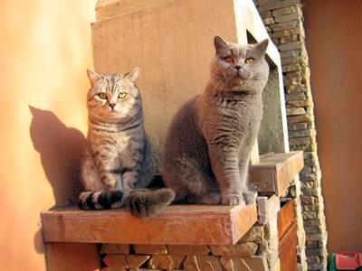 Wrong Weight for British Shorthairs - PoC