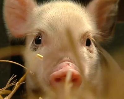 A micro pig. A still image from the video below by This is Genius ITN Extreme.