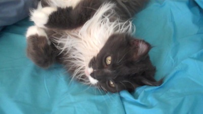 maine coon on a bed